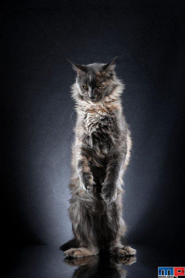 عکاسی از گربه