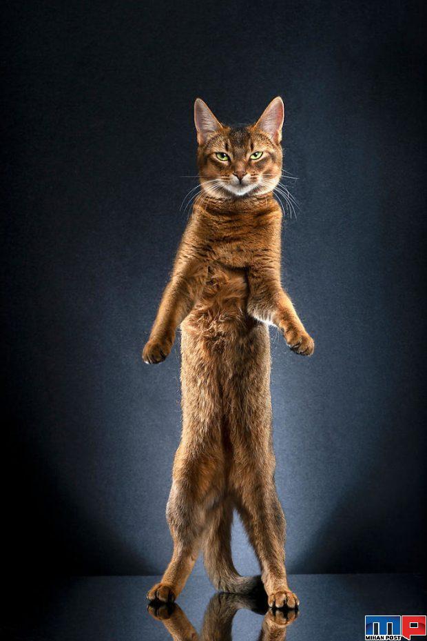 عکاسی از گربه