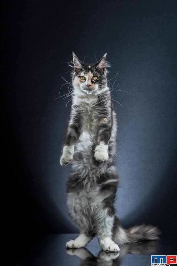 عکاسی از گربه