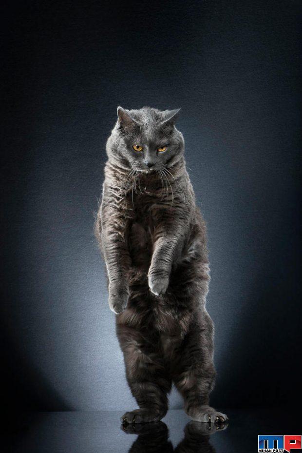 عکاسی از گربه