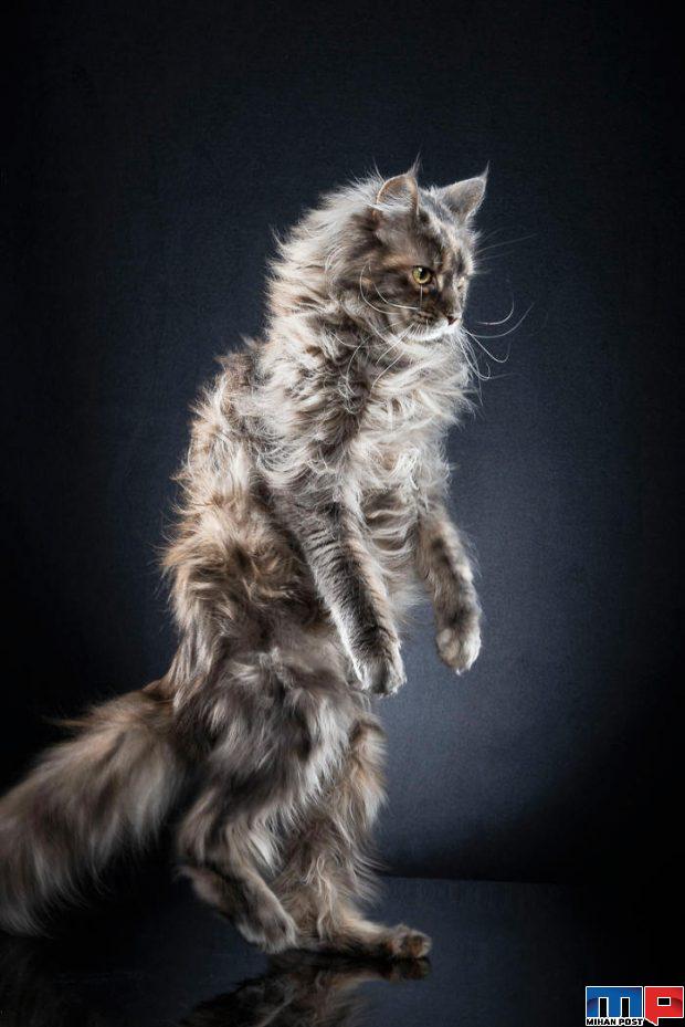 عکاسی از گربه