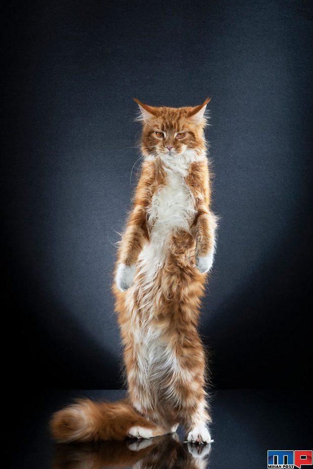 عکاسی از گربه