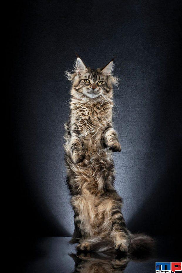 عکاسی از گربه