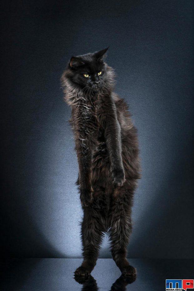 عکاسی از گربه