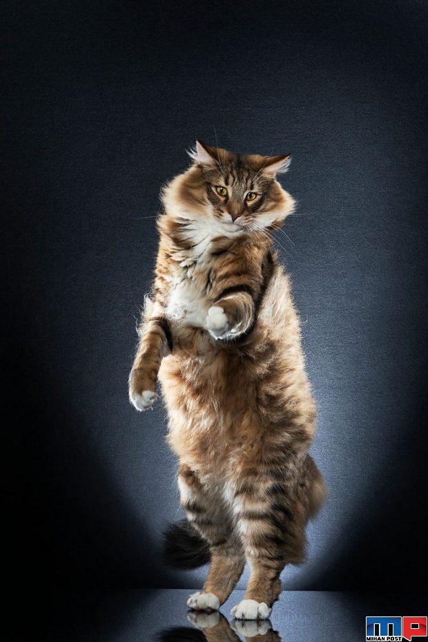 عکاسی از گربه