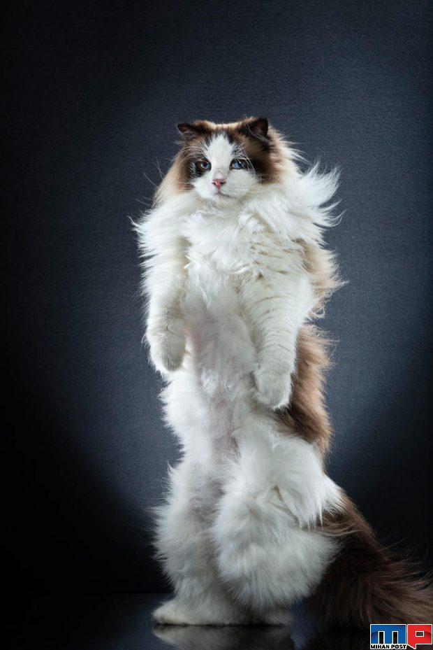 عکاسی از گربه