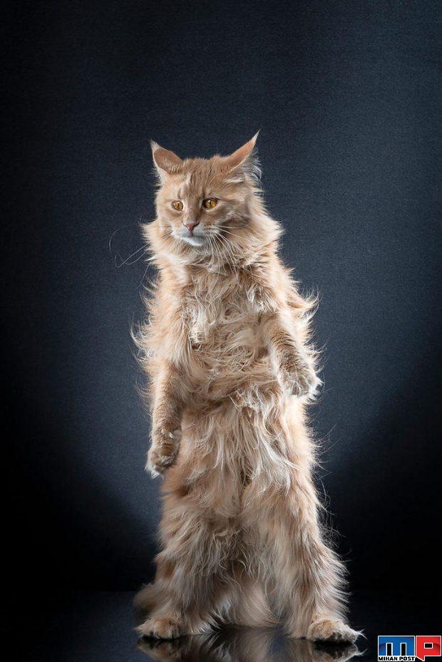 عکاسی از گربه