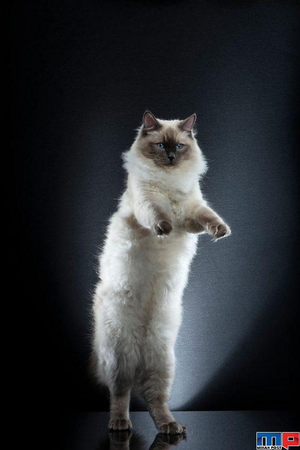 عکاسی از گربه