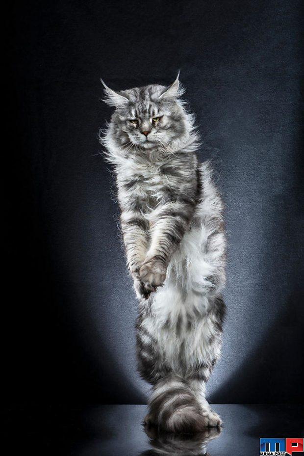 عکاسی از گربه