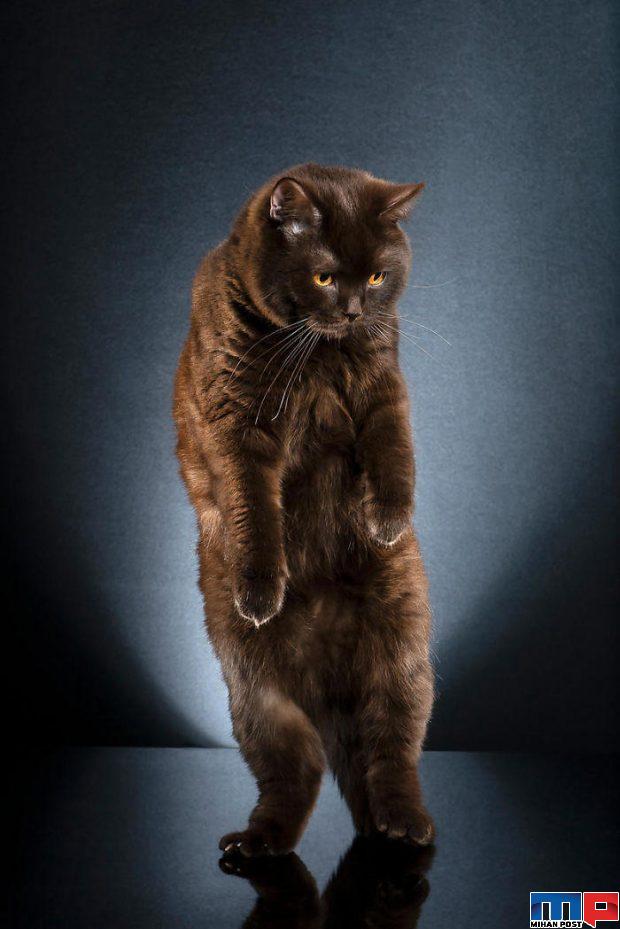 عکاسی از گربه