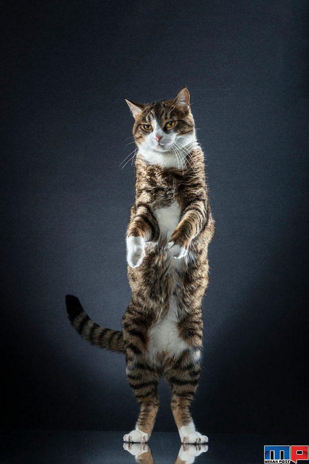 عکاسی از گربه