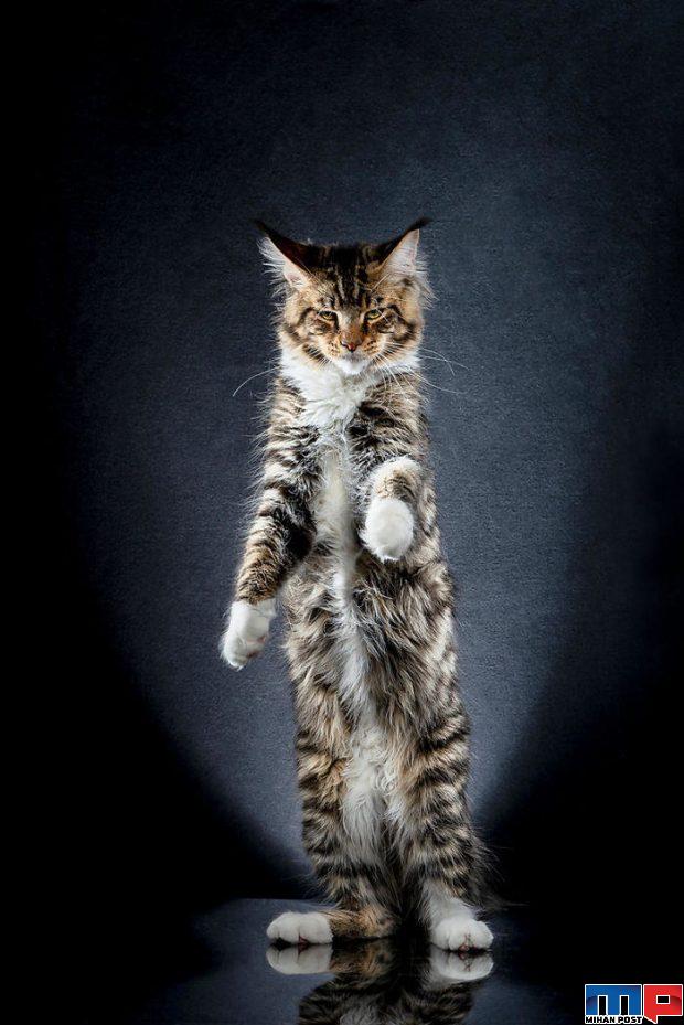 عکاسی از گربه