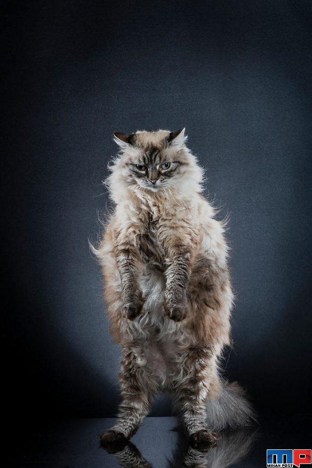 عکاسی از گربه