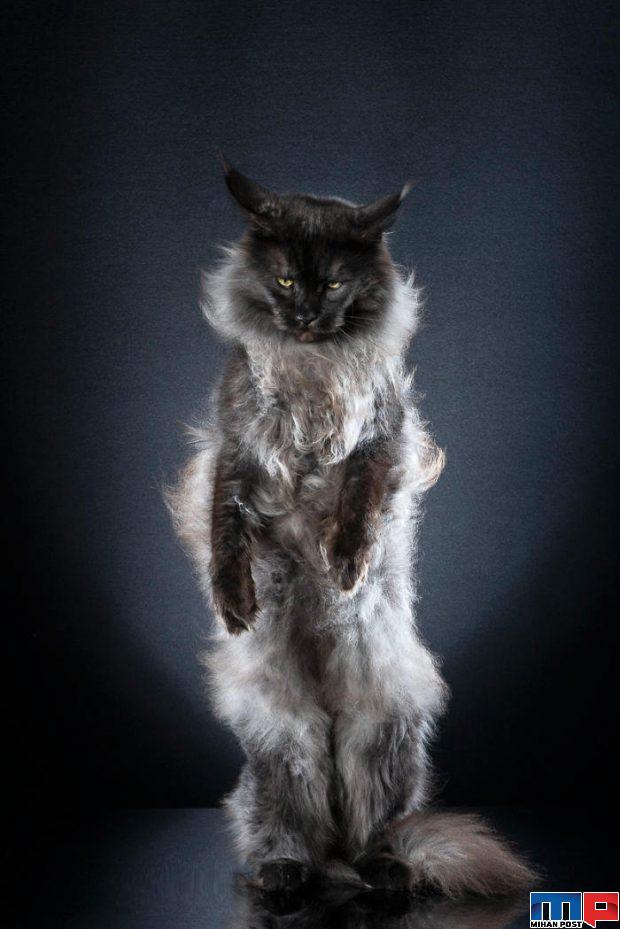 عکاسی از گربه 8