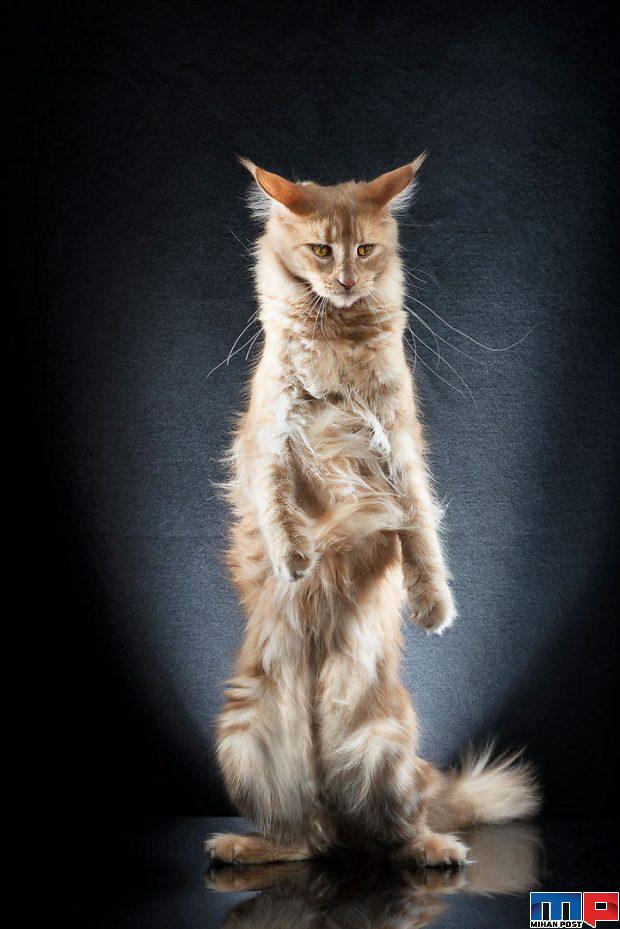 عکاسی از گربه