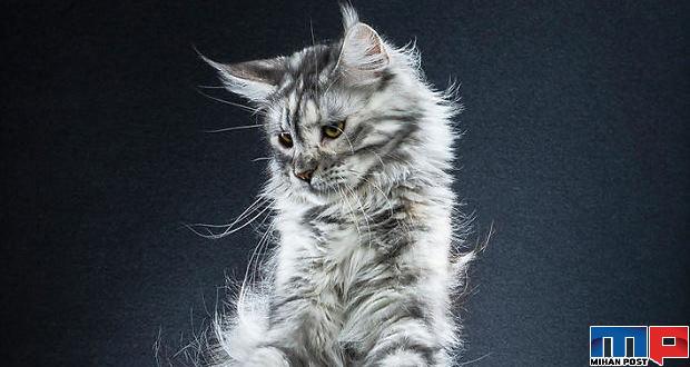 عکاسی از گربه های خانگی با الهام از انیمیشن گربهی چکمه پوش 9 عکاسی از گربه