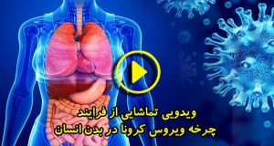 فرایند چرخه ویروس کرونا در بدن انسان