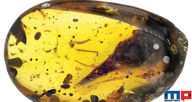 فسیل کوچکترین دایناسور جهان کشف شد + عکس 7 فسیل کوچکترین دایناسور جهان