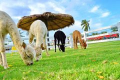 مزرعه‌ پرورش گوسفند Sheep Farm