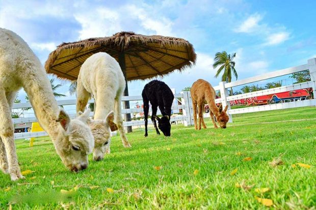 مزرعه‌ پرورش گوسفند Sheep Farm