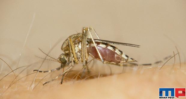 آیا پشه‌ ها ناقل ویروس کرونا هستند