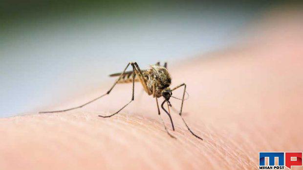آیا پشه‌ ها ناقل ویروس کرونا هستند