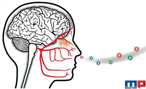 اثرات کرونا روی مغز حالا بیشتر برای دانشمندان مشخص شده 6 اثرات کرونا روی مغز