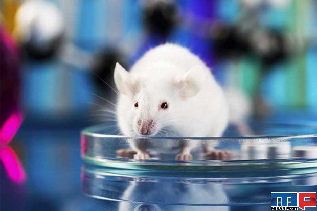 اثرات کرونا روی مغز حالا بیشتر برای دانشمندان مشخص شده 5 اثرات کرونا روی مغز