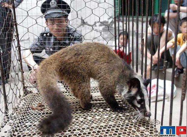 بازار فروش حیوانات وحشی در چین