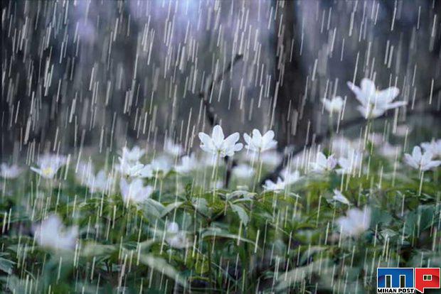 چرا از بوی باران برای همه دوست داشتنی است؟ 2 بوی باران