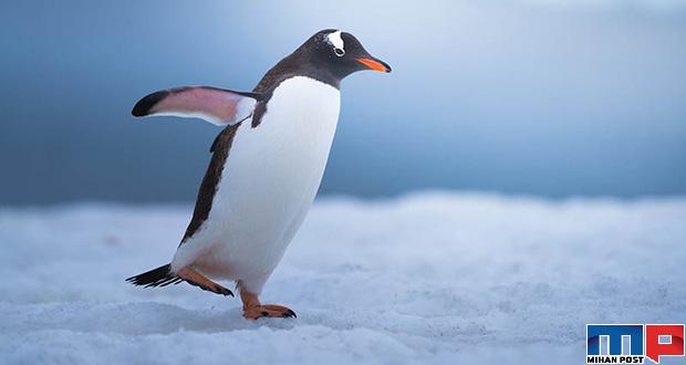 تصاویری از پنگوئن ها