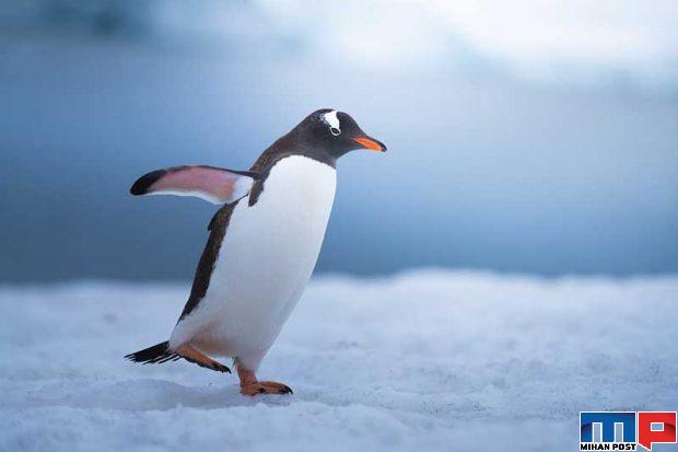 تصاویری از پنگوئن ها
