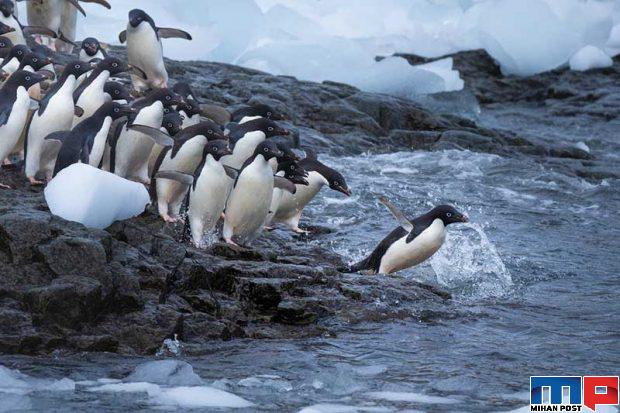 تصاویری از پنگوئن ها 10