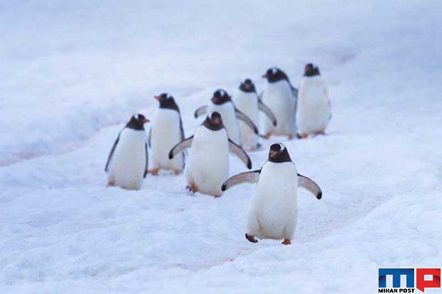 تصاویری از پنگوئن ها 11
