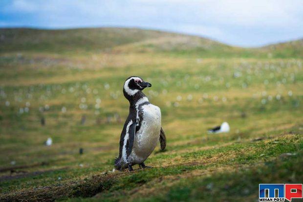 تصاویری از پنگوئن ها 12