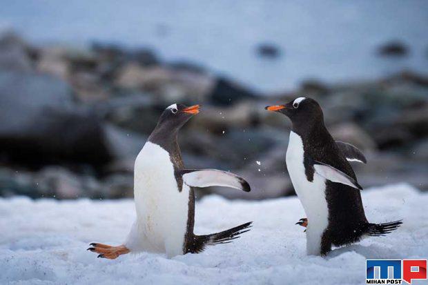 تصاویری از پنگوئن ها 13