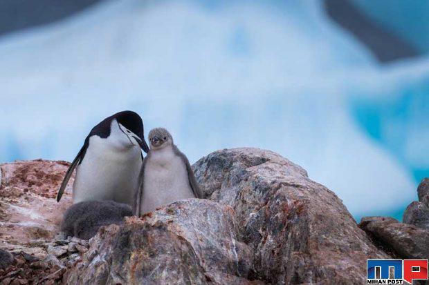 تصاویری از پنگوئن ها 14