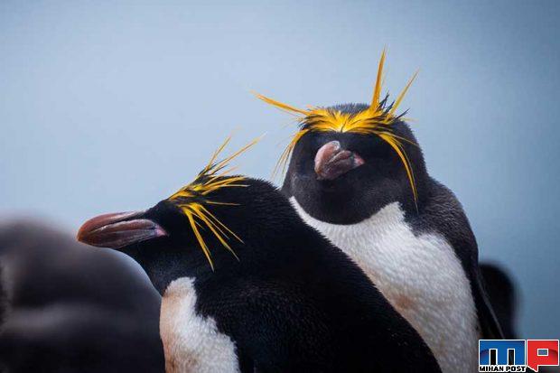 تصاویری از پنگوئن ها 15