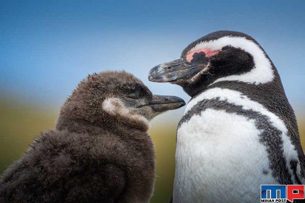 تصاویری از پنگوئن ها