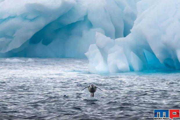 تصاویری از پنگوئن ها