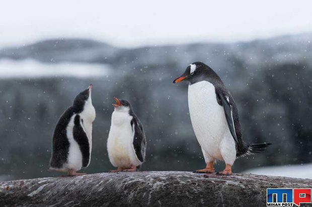 تصاویری از پنگوئن ها