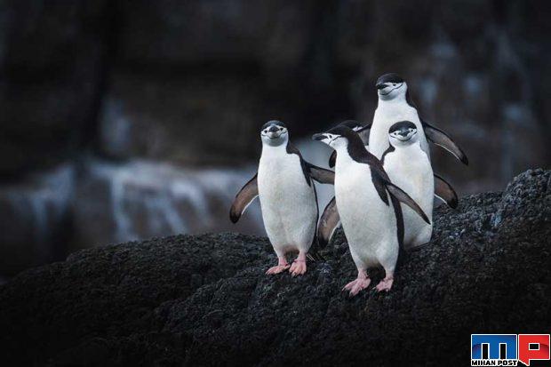 تصاویری از پنگوئن ها
