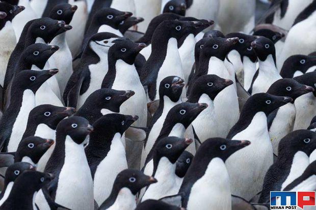 تصاویری از پنگوئن ها