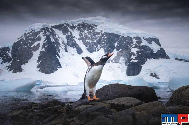 تصاویری از پنگوئن ها