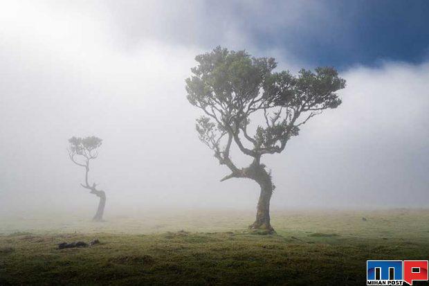 نگاهی به درختان 500 ساله در جنگل جزیره مادیرا + عکس 2 جنگل جزیره مادیرا