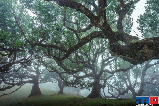 نگاهی به درختان 500 ساله در جنگل جزیره مادیرا + عکس 11 جنگل جزیره مادیرا