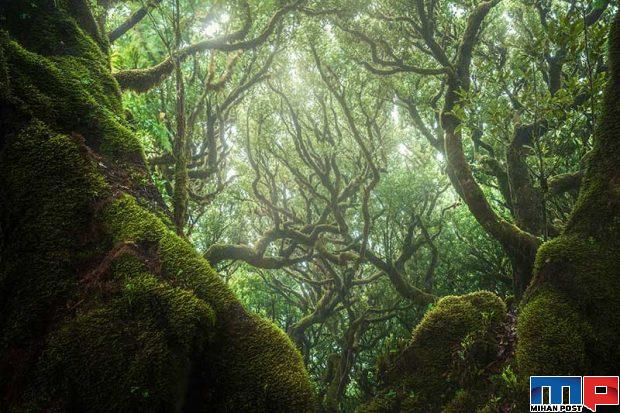 نگاهی به درختان 500 ساله در جنگل جزیره مادیرا + عکس 12 جنگل جزیره مادیرا
