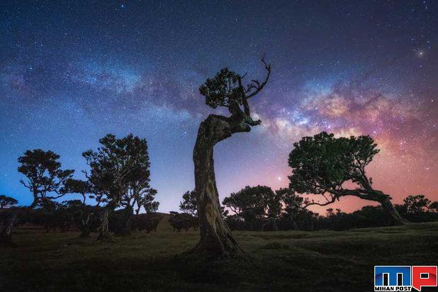 نگاهی به درختان 500 ساله در جنگل جزیره مادیرا + عکس 13 جنگل جزیره مادیرا
