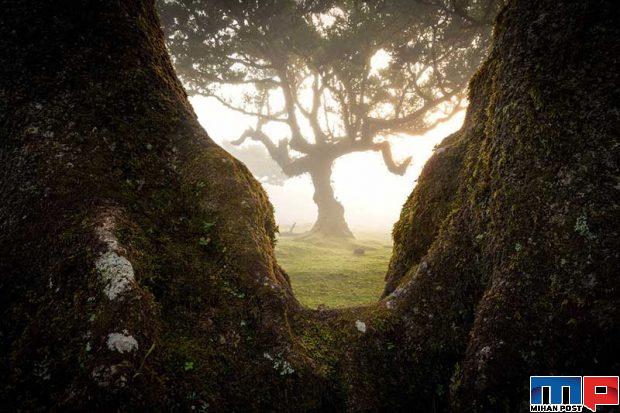 نگاهی به درختان 500 ساله در جنگل جزیره مادیرا + عکس 3 جنگل جزیره مادیرا