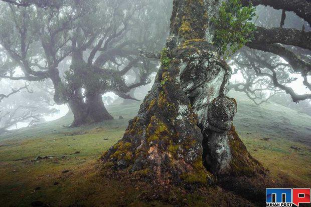 نگاهی به درختان 500 ساله در جنگل جزیره مادیرا + عکس 4 جنگل جزیره مادیرا